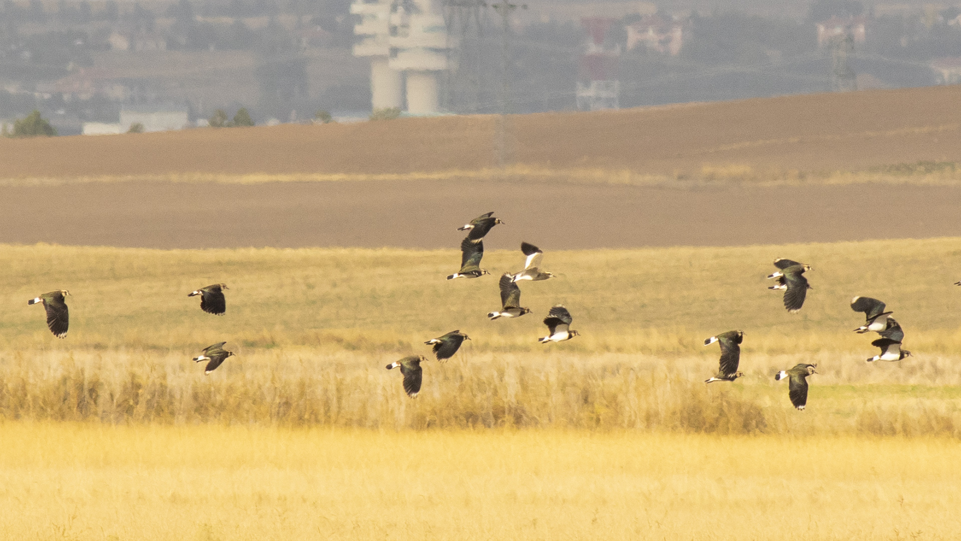 Sociable Lapwing